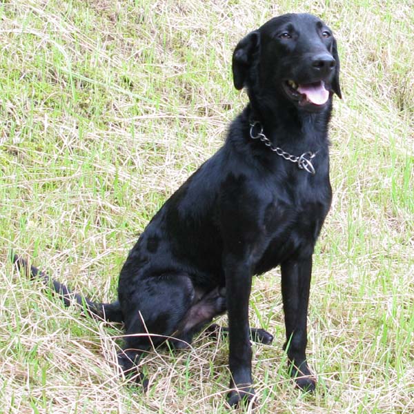 (Richfield) Jasper